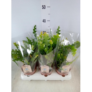 Epiphyllum anguliger