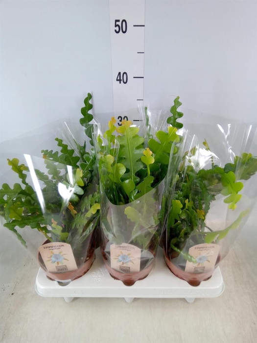 <h4>Epiphyllum anguliger</h4>