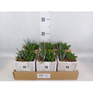 Arr.   Kamerplant Groen L%