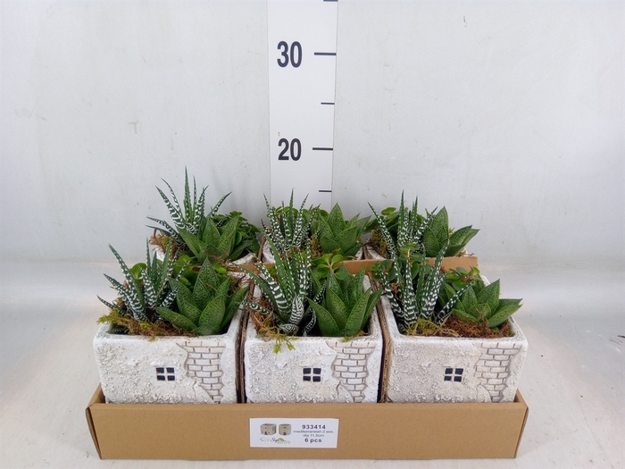 <h4>Arr.   Kamerplant Groen L%</h4>