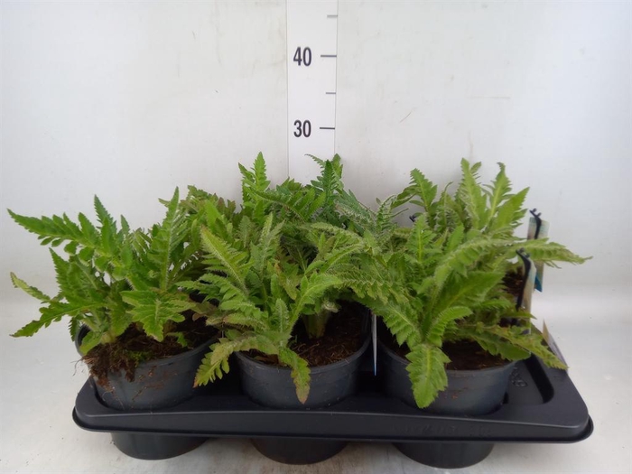 <h4>Papaver orientale</h4>