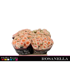Rosanella
