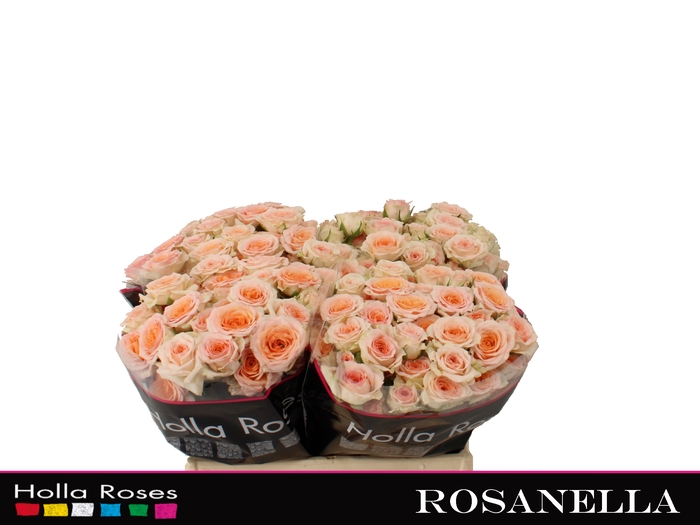 Rosanella