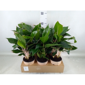Aglaonema   ...