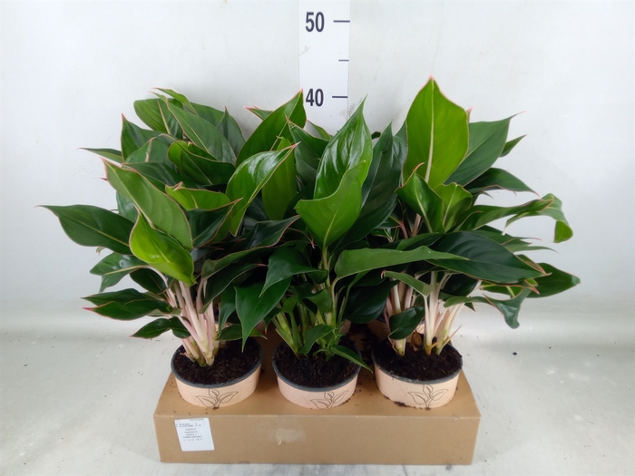 <h4>Aglaonema   ...</h4>