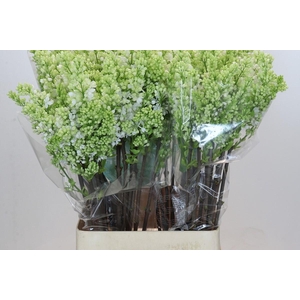 Syringa Vulg Madame Florent Stepman