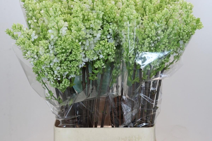 <h4>Syringa Vulg Madame Florent Stepman</h4>