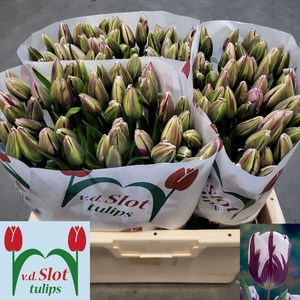 TU EN REMS FAVOURITE