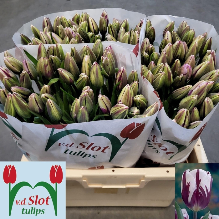 <h4>TU EN REMS FAVOURITE</h4>