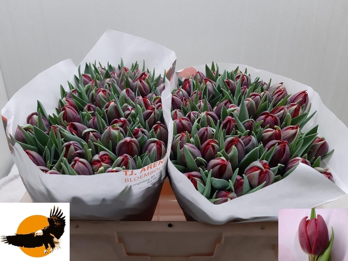 <h4>Tu Du Red Princess</h4>