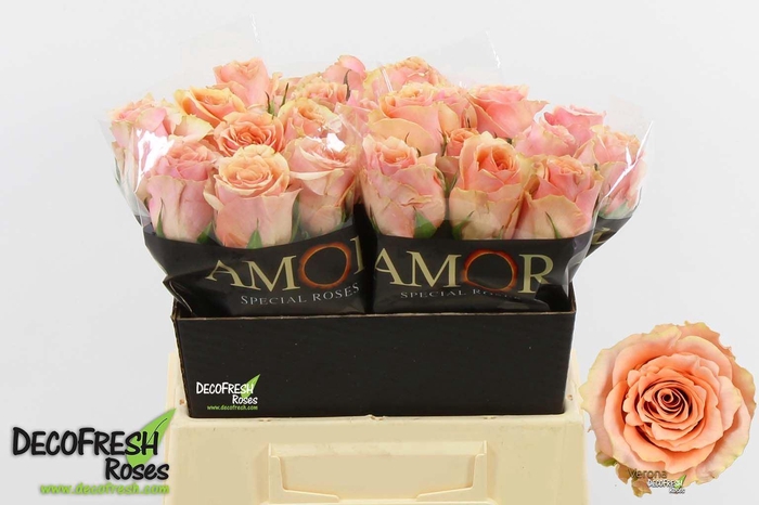 <h4>Rosa GR 'Verona'</h4>