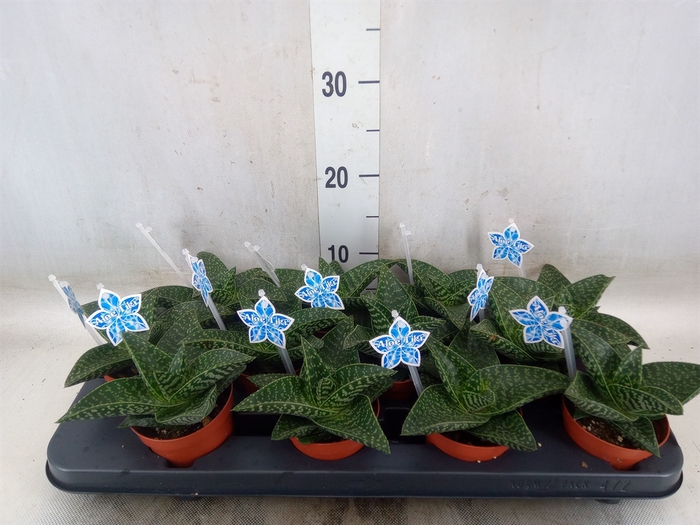 <h4>xGasteraloe  'Tiki Zilla'</h4>