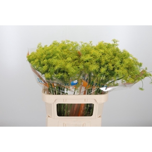Anethum Graveolens