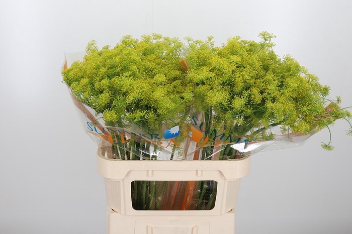 <h4>Anethum Graveolens</h4>