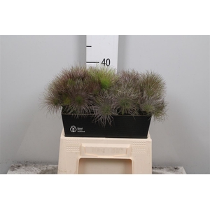 Pulsatilla Vulg Zaadpluiz