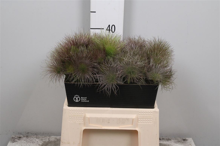 <h4>Pulsatilla Vulg Zaadpluiz</h4>