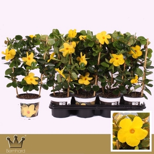 MANDEVILLA DIAMANTINA OPALE CITRINE