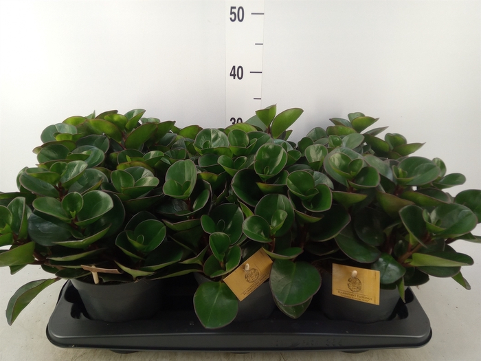 <h4>Peperomia obt. 'Burning Bush'</h4>