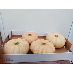 Cucurbita Ov