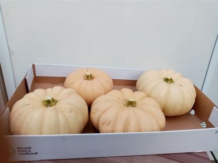 <h4>Cucurbita Ov</h4>