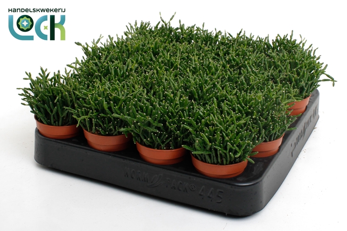 <h4>Rhipsalis Hatiora</h4>