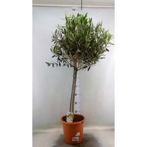 Olea europaea