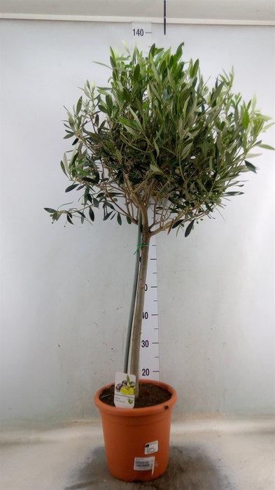 <h4>Olea europaea</h4>
