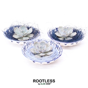 ROOTLESS Echeveria lilacina, Dutch Delft Blue bowl