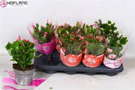 Schlumbergera Gemengd