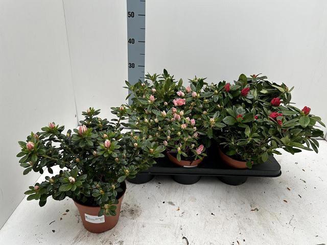 <h4>RHODO SI VOGEL GEM</h4>