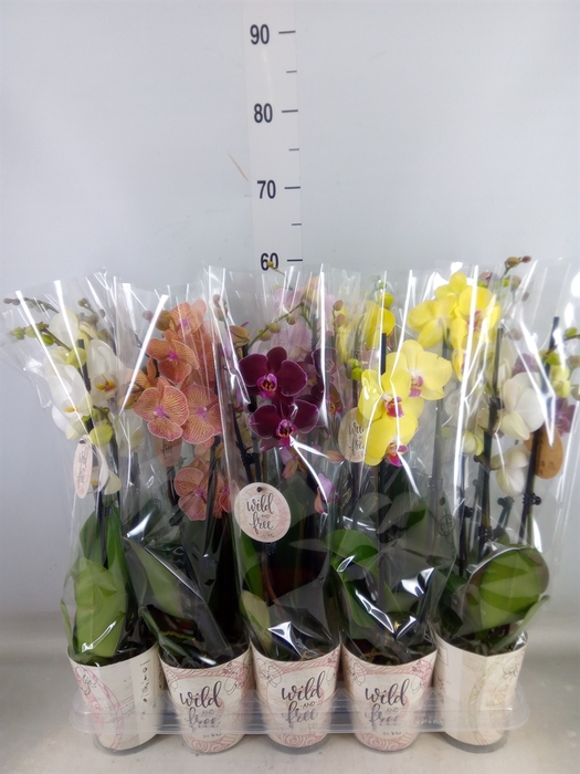 <h4>Phalaenopsis   ...mix</h4>