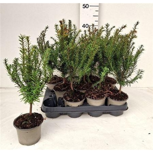 Taxus Baccata