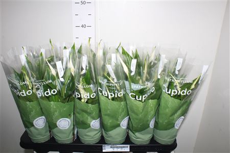 <h4>Spath Pearl Cupido 3+</h4>