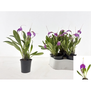 ORCHIDEEEN OVERIG