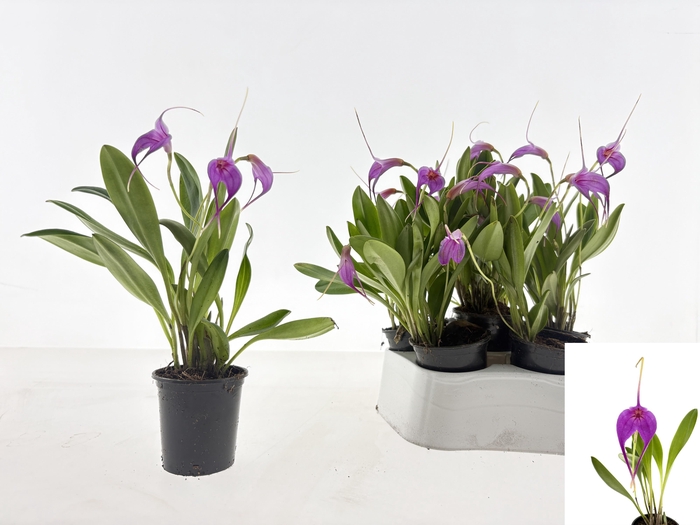 <h4>ORCHIDEEEN OVERIG</h4>