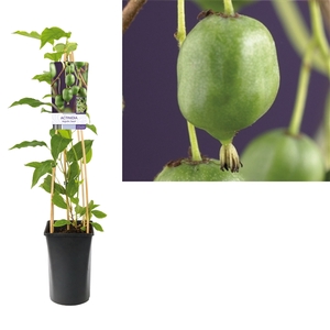Actinidia arguta 'Issai' +light label