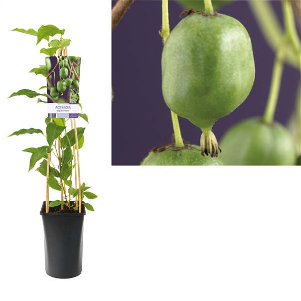 <h4>Actinidia arguta 'Issai' +light label</h4>