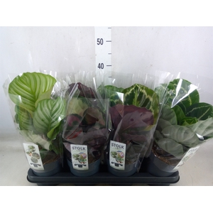 Calathea   ...mix 4