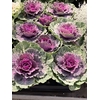 Brassica