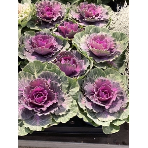 BRASSICA (Pyntekål)