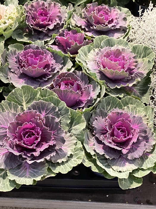 <h4>BRASSICA (Pyntekål)</h4>