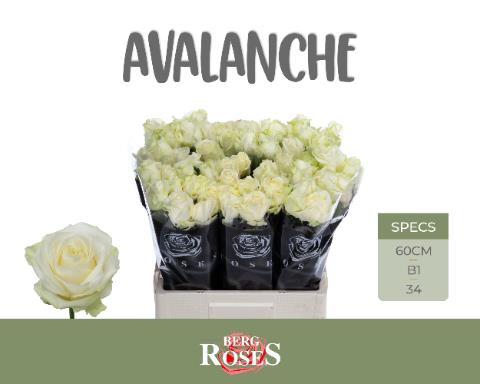 <h4>Rosa la pipe avalanche+</h4>