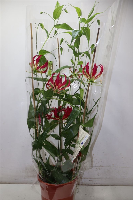 Gloriosa Rothschild