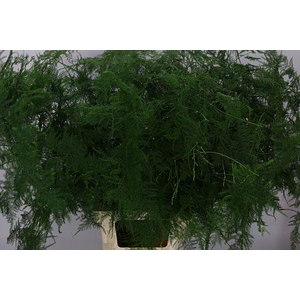 Asparagus Setaceus Extra Veren