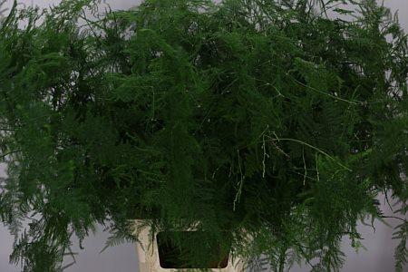 <h4>Asparagus Setaceus Extra Veren</h4>