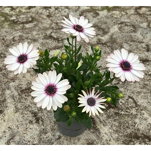 Osteospermum Señorita® Quinty