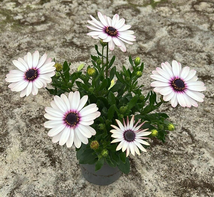 <h4>Osteospermum Señorita® Quinty</h4>