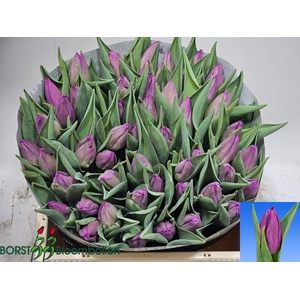 TU EN PURP INFLUENCE