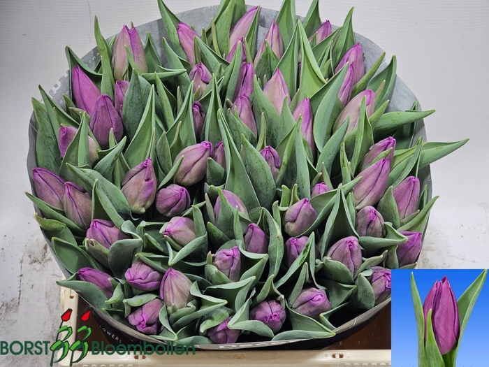 <h4>TU EN PURP INFLUENCE</h4>