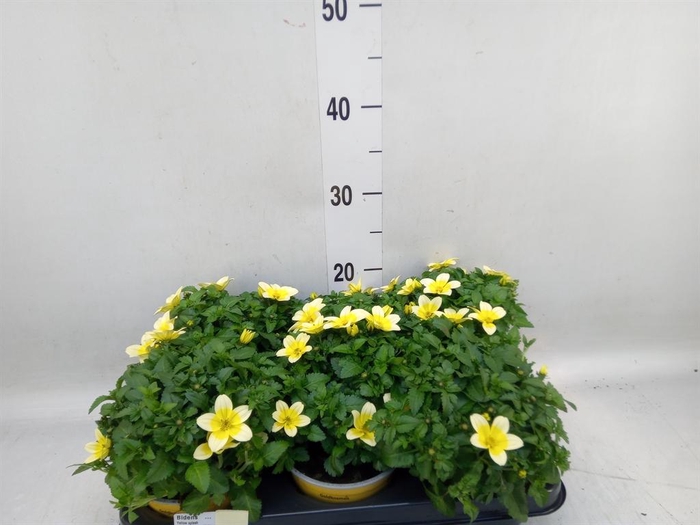<h4>Bidens   ...</h4>